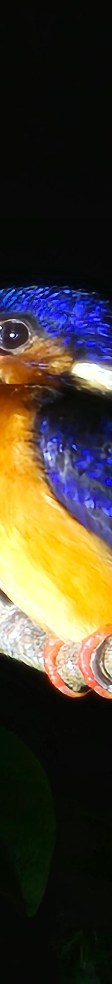 京那巴当岸河-基纳巴唐岸