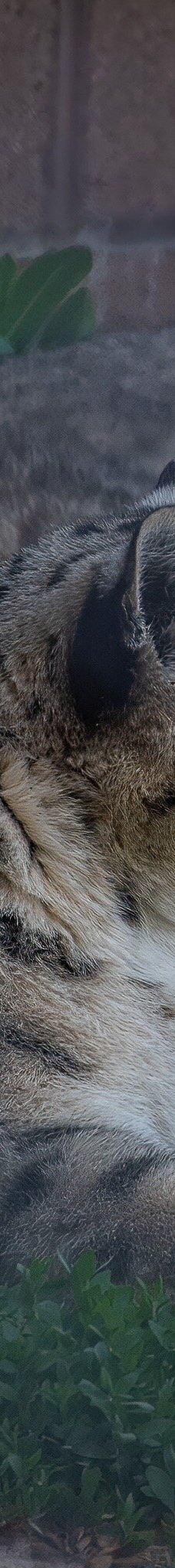 大熊湖动物园-大熊湖