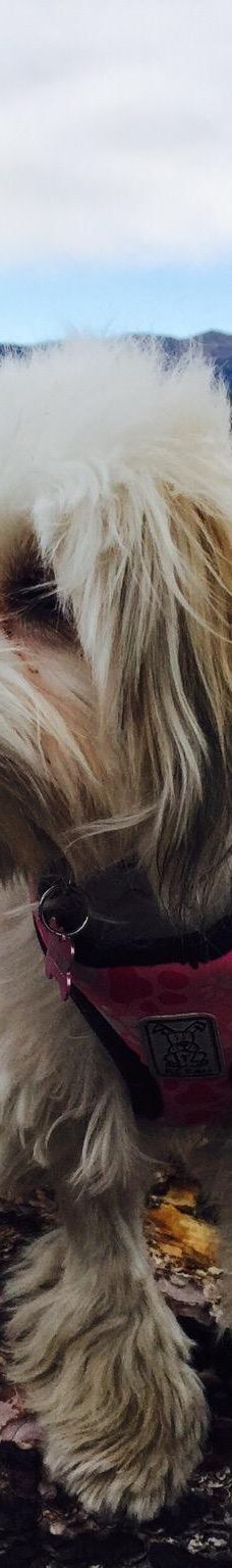 Mt. Tallac Trail-埃尔多拉多县