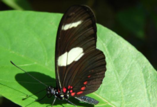Mariposario Tambopata景点图片