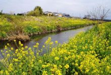 目久尻川景点图片