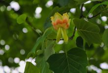 Mitsuke English Garden景点图片