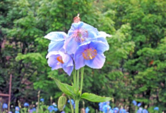 Blue Opium Poppy of Nakamura Farm景点图片