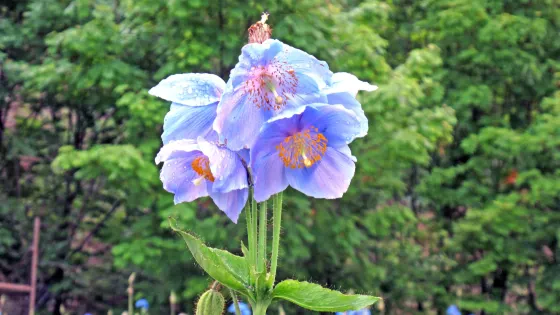 Blue Opium Poppy of Nakamura Farm