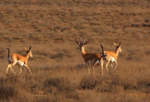 Bamou National Park景点图片