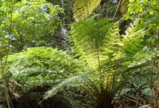 Lake Wombat Track景点图片