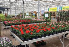 Garden Center Van der Wurff购物图片