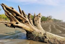 Tengragiri Eco Park Beach景点图片
