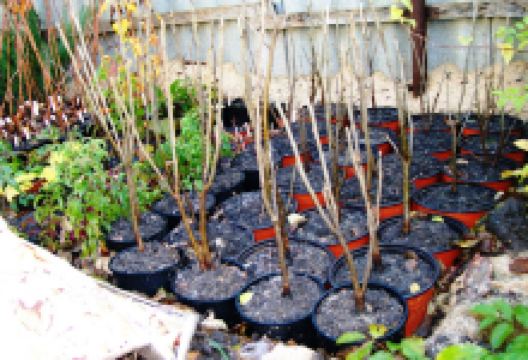 Lpkh Semeynyy Pitomnik Mnogoletnikh Rasteniy "Erika"景点图片