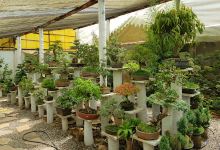 Centro cultural del bonsai购物图片