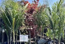 Plants Melbourne购物图片