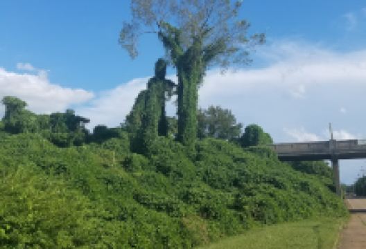 Rock Garden Park景点图片