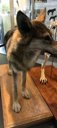 Vlčí výběh Srní (podívání zvenku)-斯尼