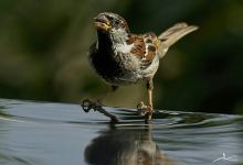 Tờ Rí Gallery景点图片