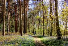 Sutton Wood景点图片