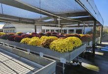 5 Oaks Lawn and Garden Center购物图片