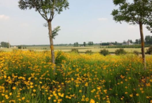 金乡县金平湖公园景点图片