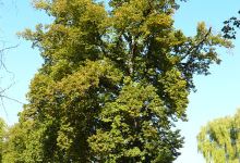 Lipa " Wieniec Zgody"景点图片