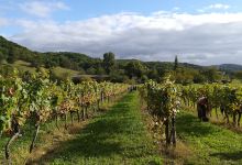 Domaine du Buis (EARL)美食图片