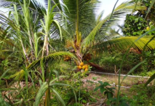 Coconut Farm景点图片