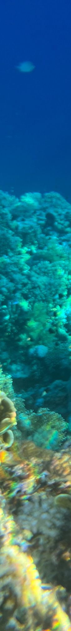 穆罕默德国家公园-Qesm Sharm Ash Sheikh