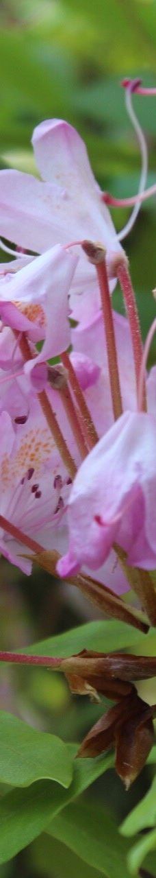 Glacier Gardens Rainforest Adventure-朱诺