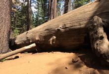 Yosemite Lodge Amphitheater景点图片