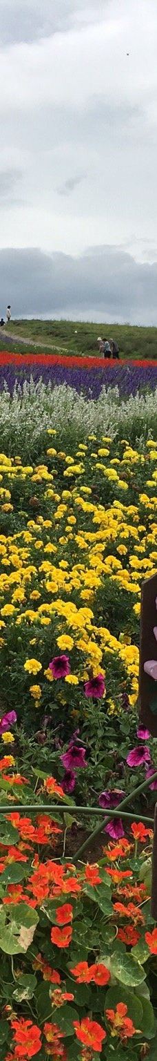 菅野农场-上富良野町