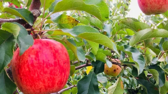 Yokoyama Fruit Farm