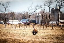 Readington River Buffalo Farm景点图片