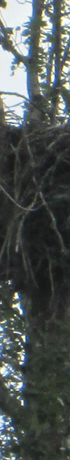 奇尔卡特河-海恩斯自治市镇