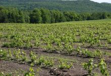 Vignoble La Mission景点图片