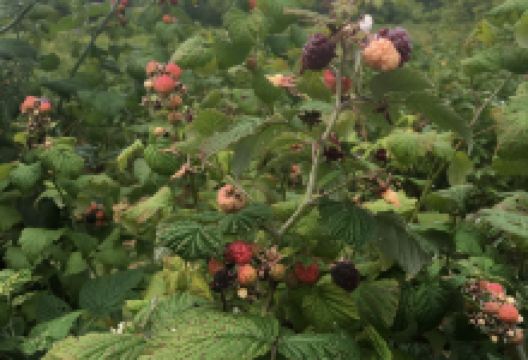 Bug Hill Farm景点图片