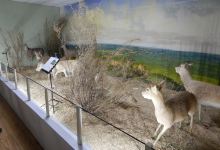 Natural History Museum景点图片