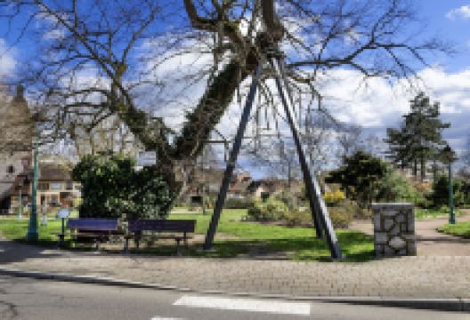 Le Tilleul Millenaire景点图片