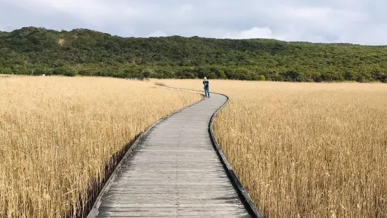 王子鎮濕地棧道