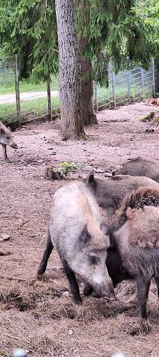 Wildgehege Meßstetten-佐勒纳尔布县