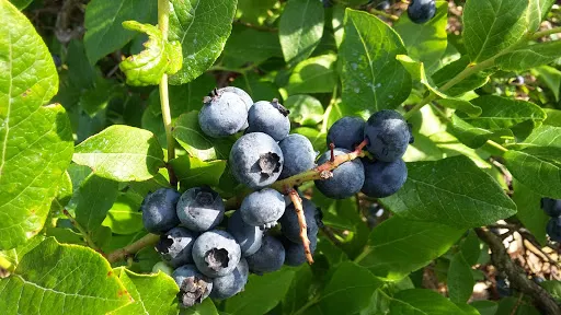 Blueberry Fields of Stillwater