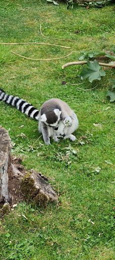 Twycross Zoo-阿瑟斯通