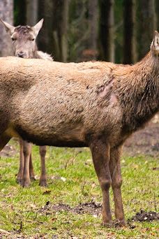Wildgehege Meßstetten-佐勒纳尔布县