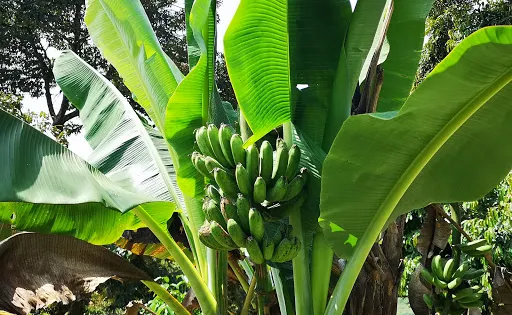 吉米榴蓮園