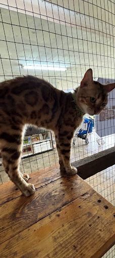 迪沙鲁迷你动物园-Pengerang