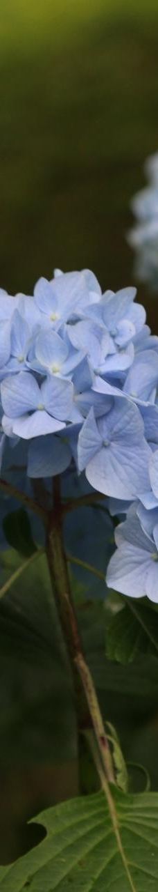 恩赐箱根公园-箱根