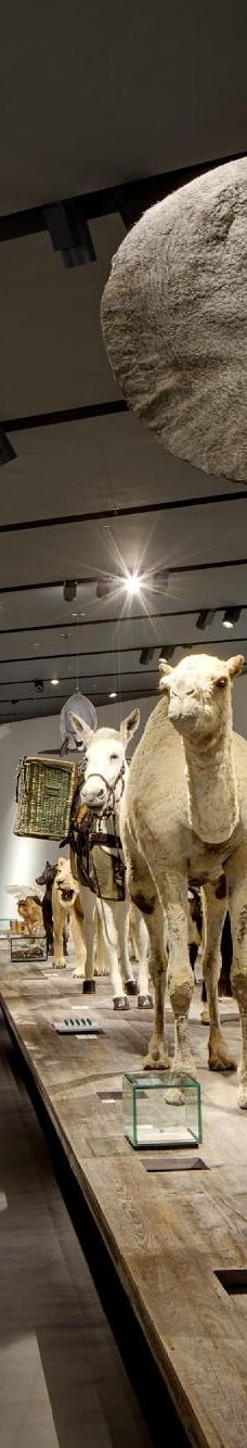 联邦德国军事史博物馆-德累斯顿