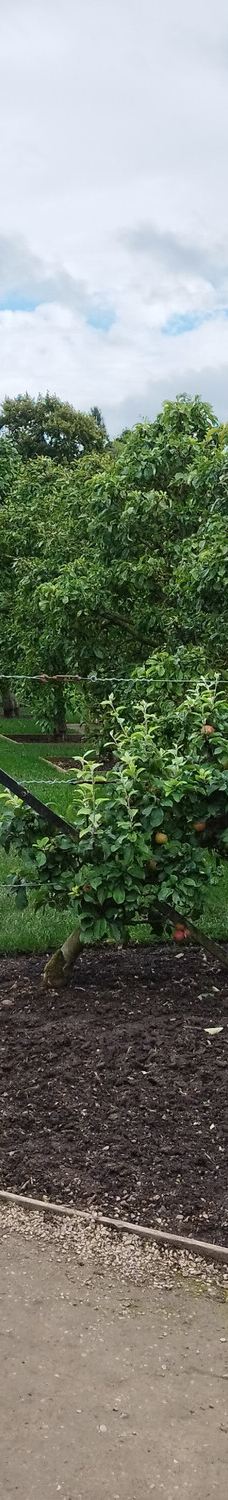 宁布鲁宫和花园-Beningbrough