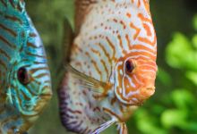 Grand Aquarium de Touraine景点图片