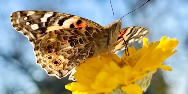 Rancho Santa Ana Botanic Garden