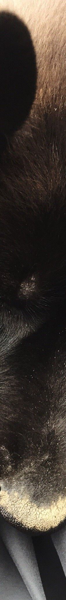 Husky Homestead-麦金利帕克