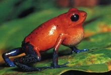 Monteverde Frog Pond景点图片