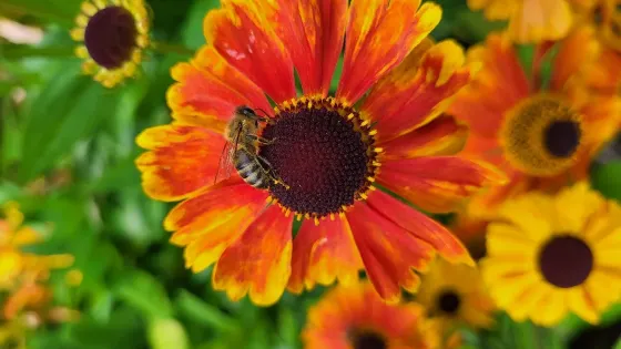 Grappenhall Heys Walled Garden